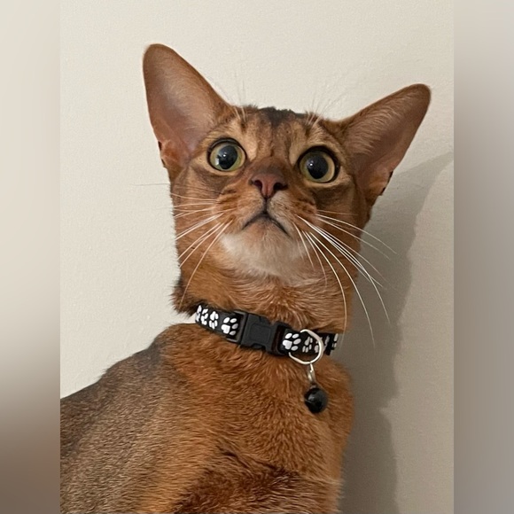 Collar with White Paw Print Pattern and Matching Bell and Buckle - Picture 3 of 15